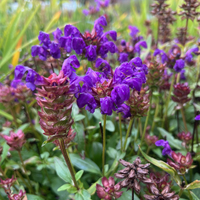 Prunella grandiflora